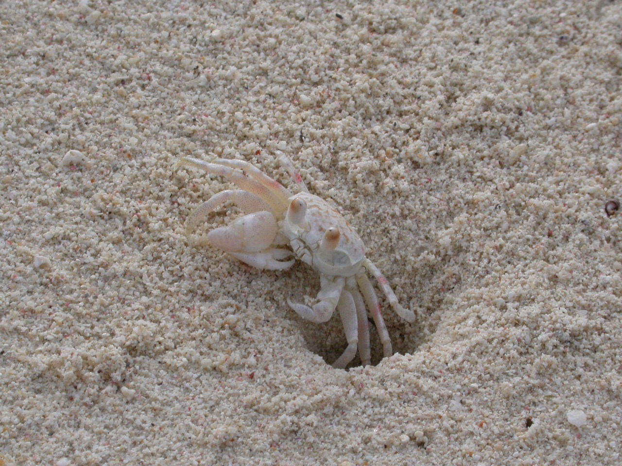 Ocypode pallidula